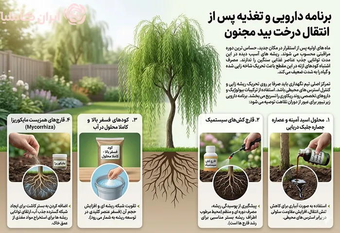 جابجایی درخت بید